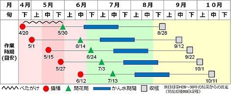 野菜の種＞PVP 落花生 登録品種：おおまさりネオ ８粒 メーカー大袋を小分け - メルカリ