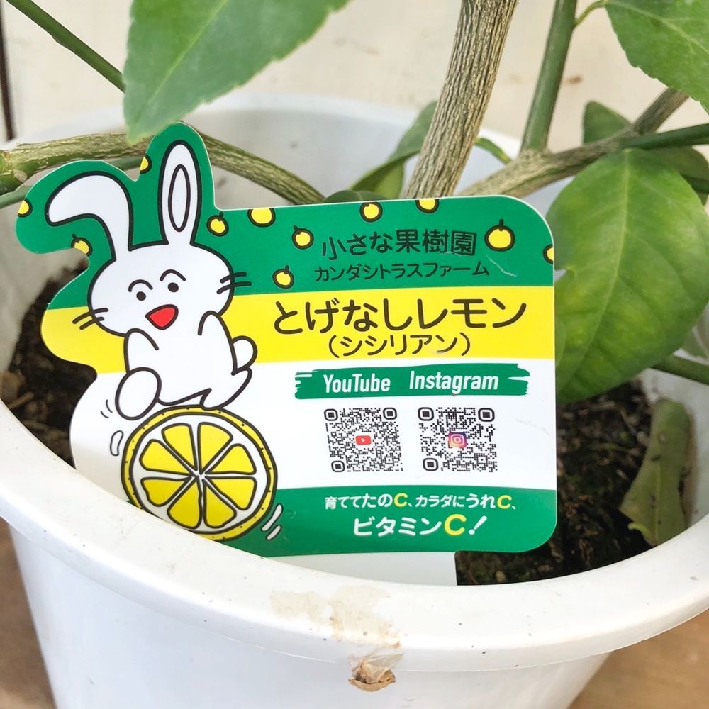 み*ん様 レア！ボカサナモンスト 自根 鉢植え メルカリ便送料込み み*ん様 レア！ボカサナモンスト 自根 鉢植え メルカリ便送料