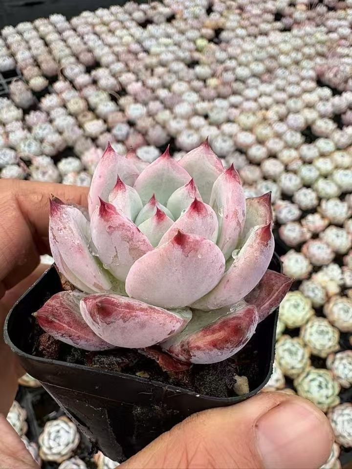 輪島塗 野々花沈金 宝石箱 共箱 三谷吾一 R1324 Yahoo!オークション