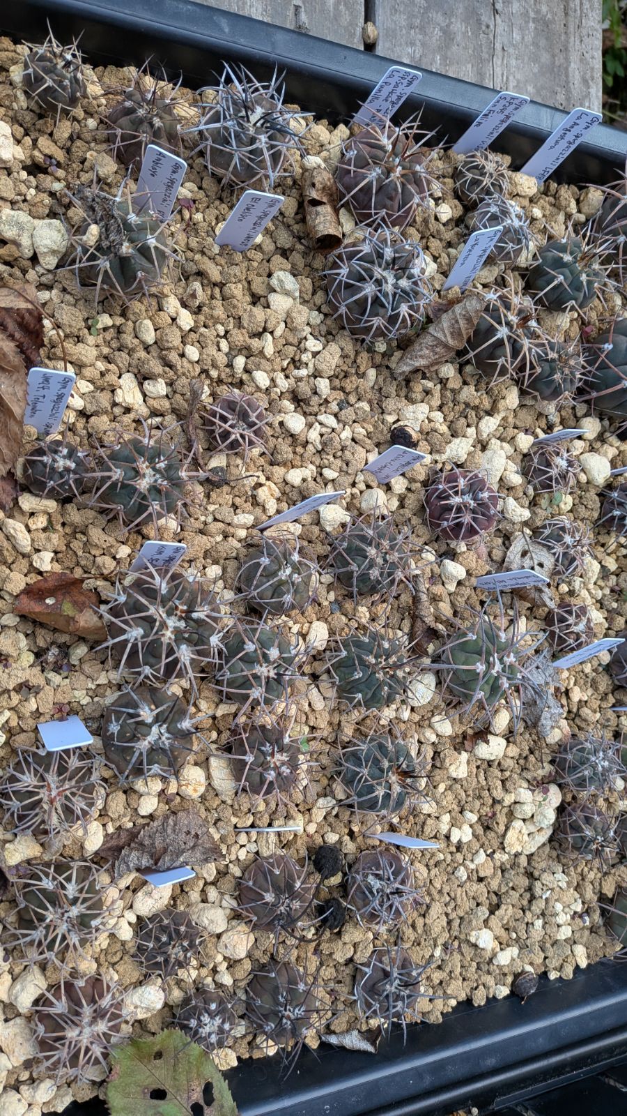 ギムノカリキウム スペガッツィーニ