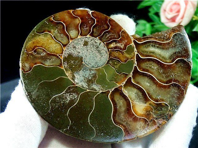 アンモナイトオパール Amazon.co.jp: 貴重－アンモナイト縫合線オパール化石標本