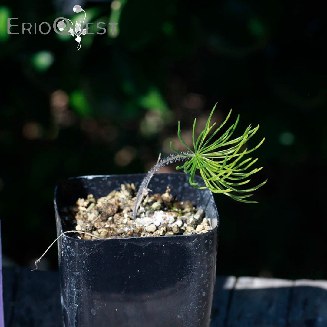 全国送料無料の通販 エリオスペルマム EQ169 proliferum Eriospermum プロリフェルム 塊根植物・コーデックス