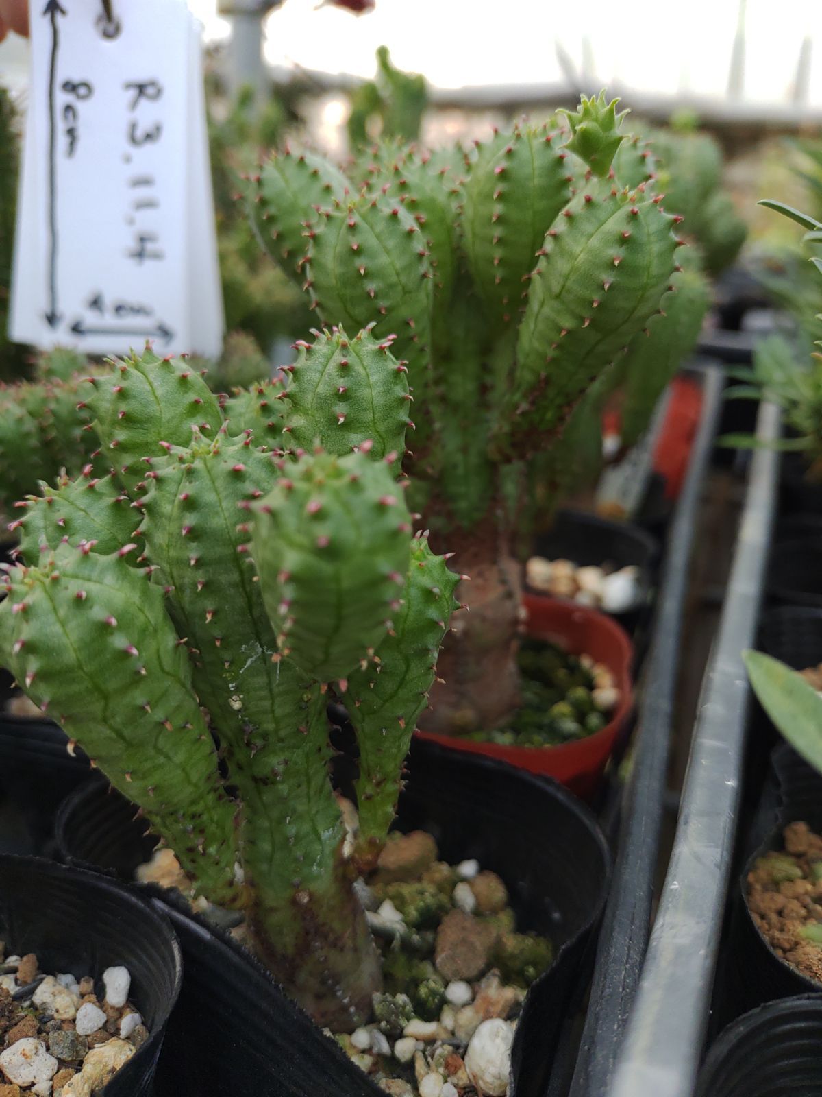 正規品 ユーフォルビア オベサブロウ群生 サボテン 多肉植物 多肉植物