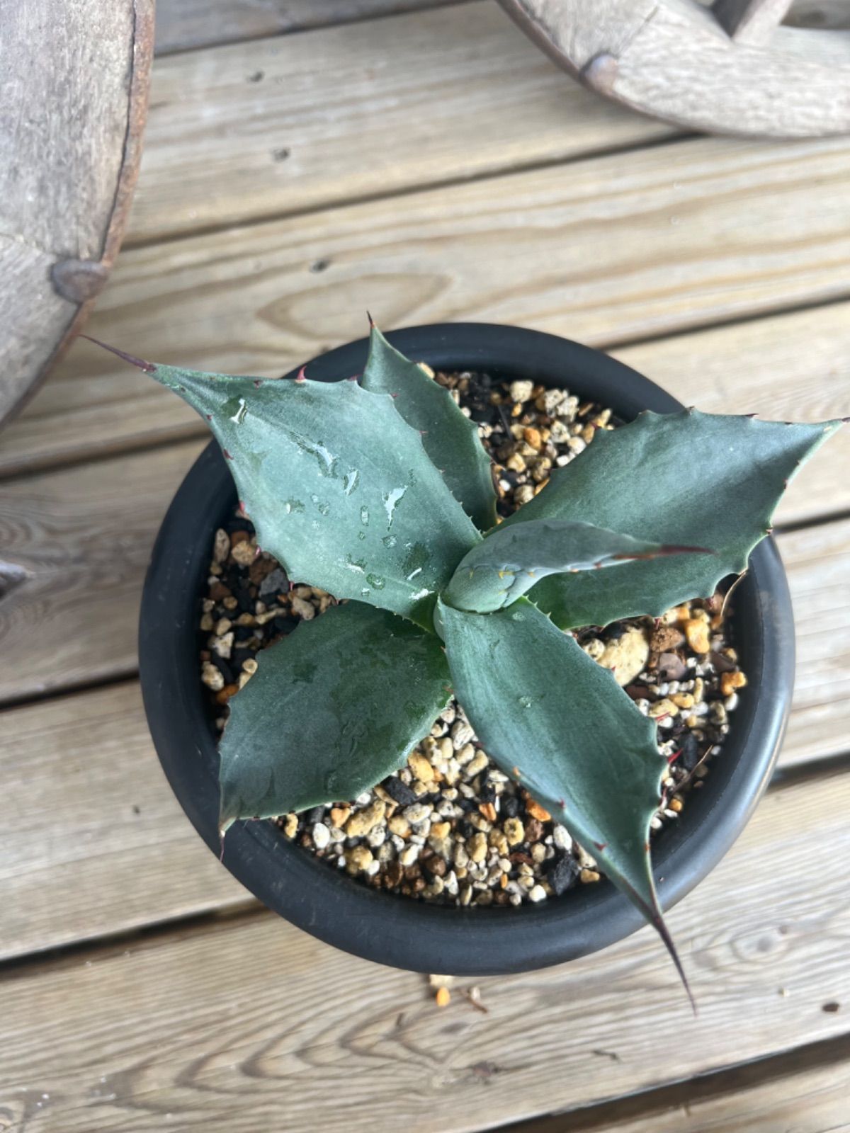 アガベフェロックスサルミナ特大大株直接取り引き