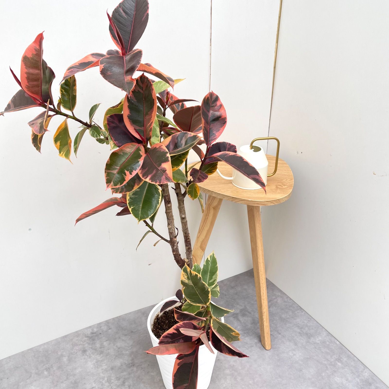 観葉植物