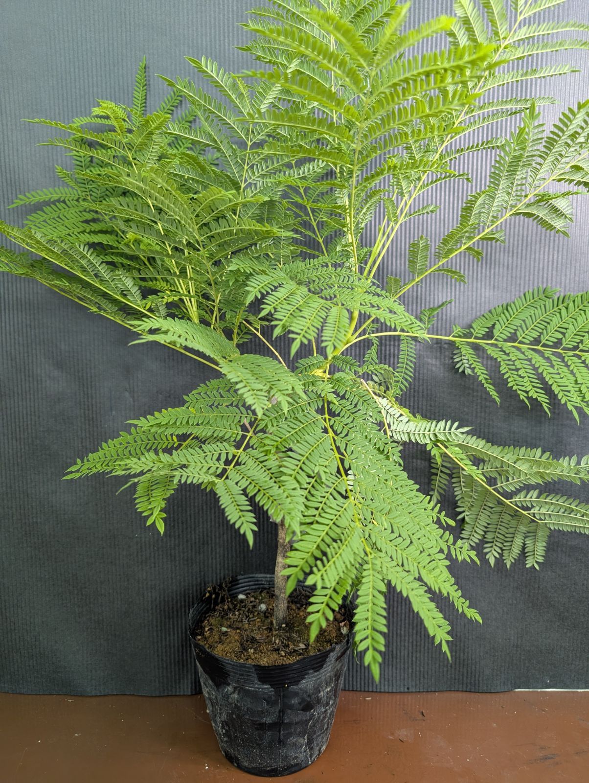 鉢植えでも咲く！】 ジャカランダ 接ぎ木 ブルーブロッサムビュー