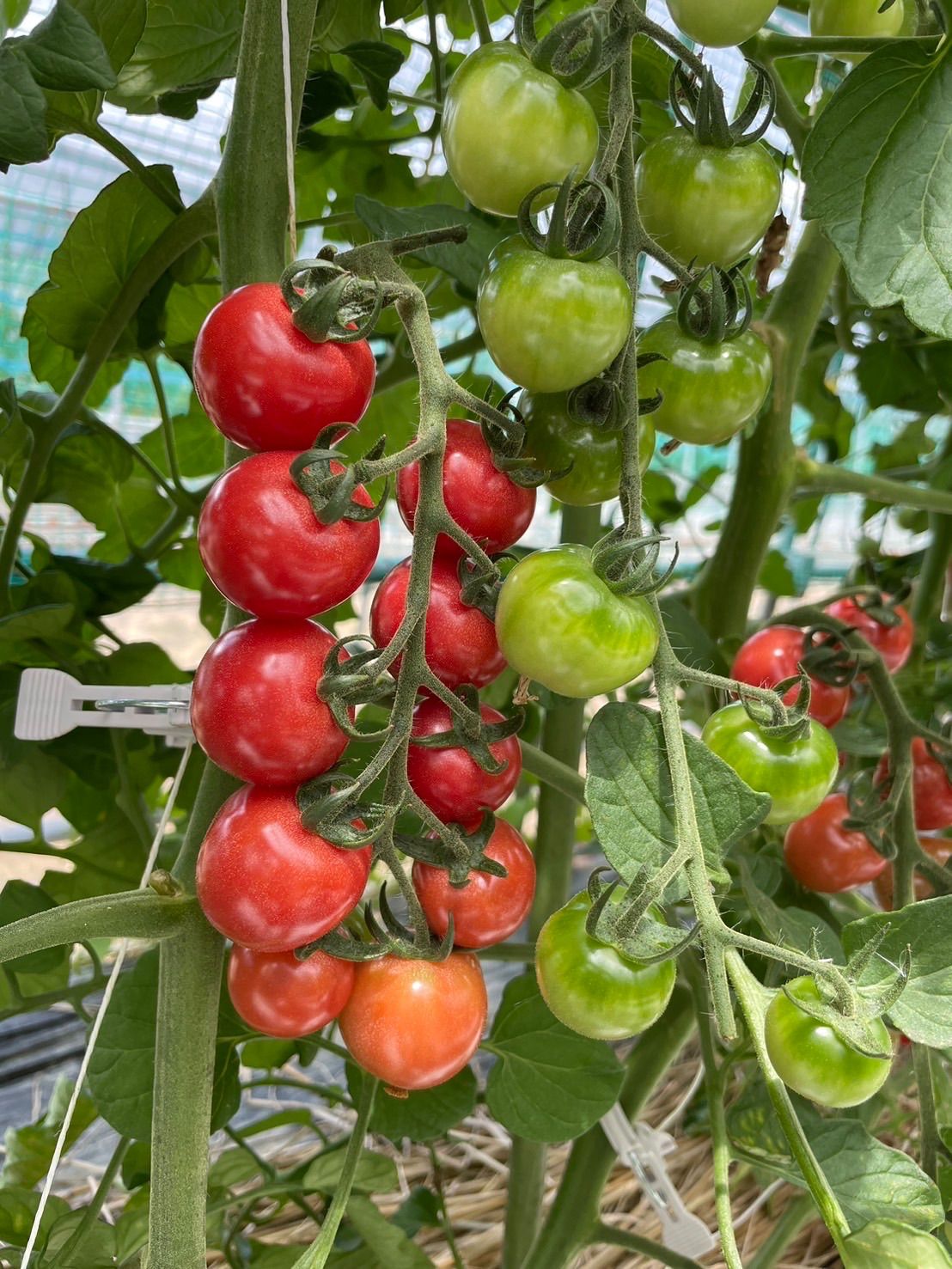 ミニトマト❣️ピンキーandきらーず1.2キロ❣️皮が口に残らない❣️天使のほっぺのような優しい食感❣️