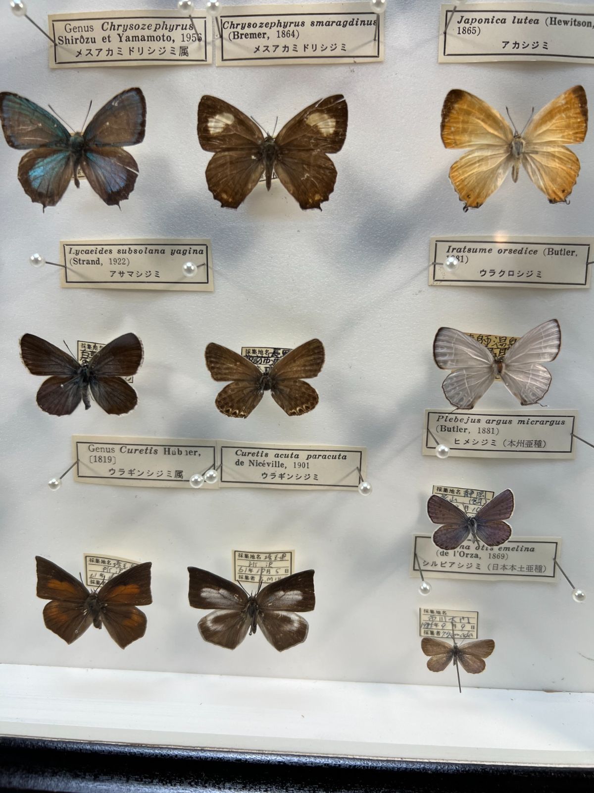 蝶　標本　オオムラサキ　ナガサキアゲハ　スジボソヤマチョウ　ギフチョウなど　37頭　ケース入り-6