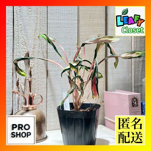 超希少❗️アグラオネマ　メデューサ✨ 激レア アグラオネマ メデューサ 3.5号ポット 個体B(現品) 希少種