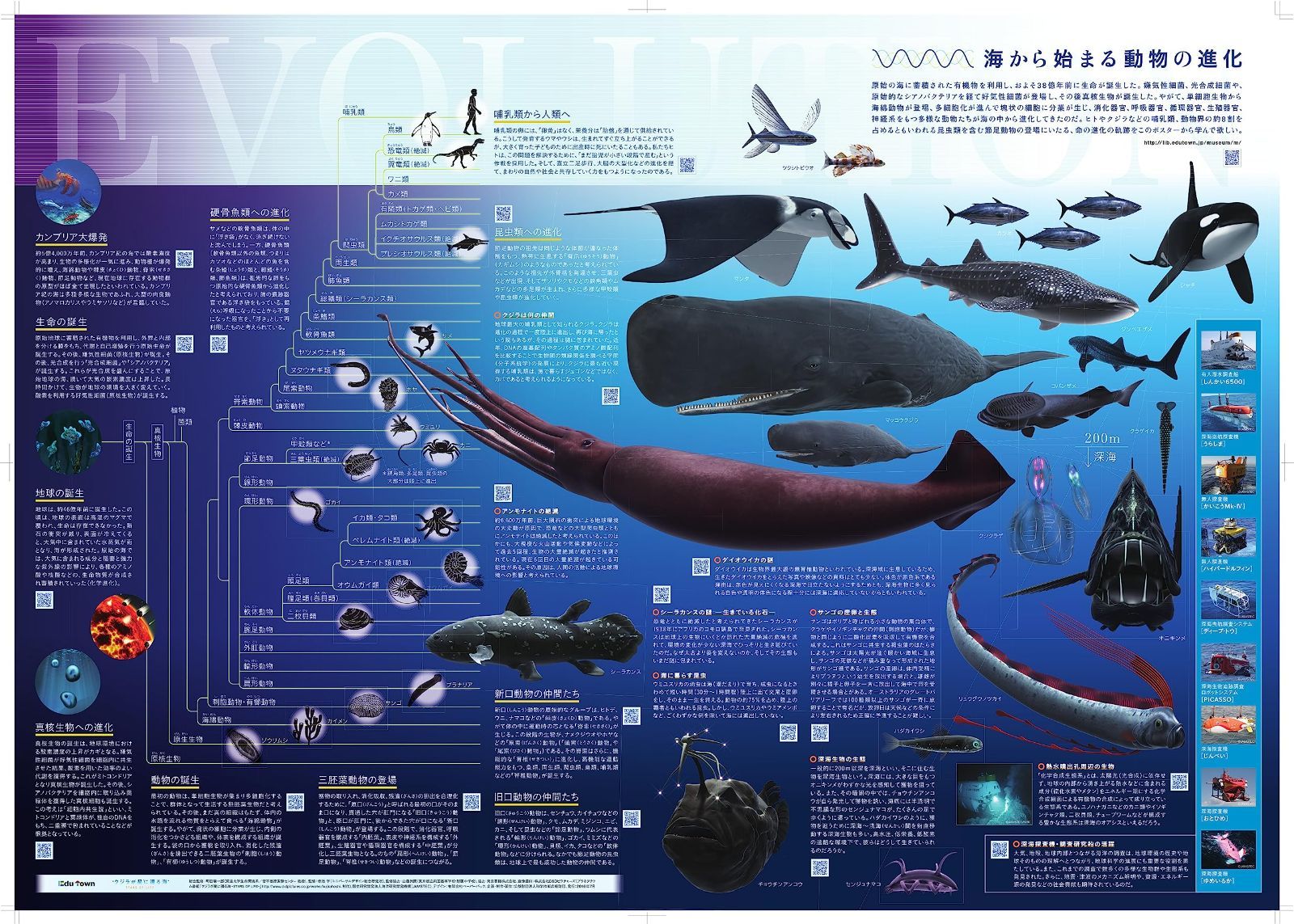 【特価商品】赤池学先生(世界一受けたい授業)監修ポスター『海から始まる動物の進化』A2判