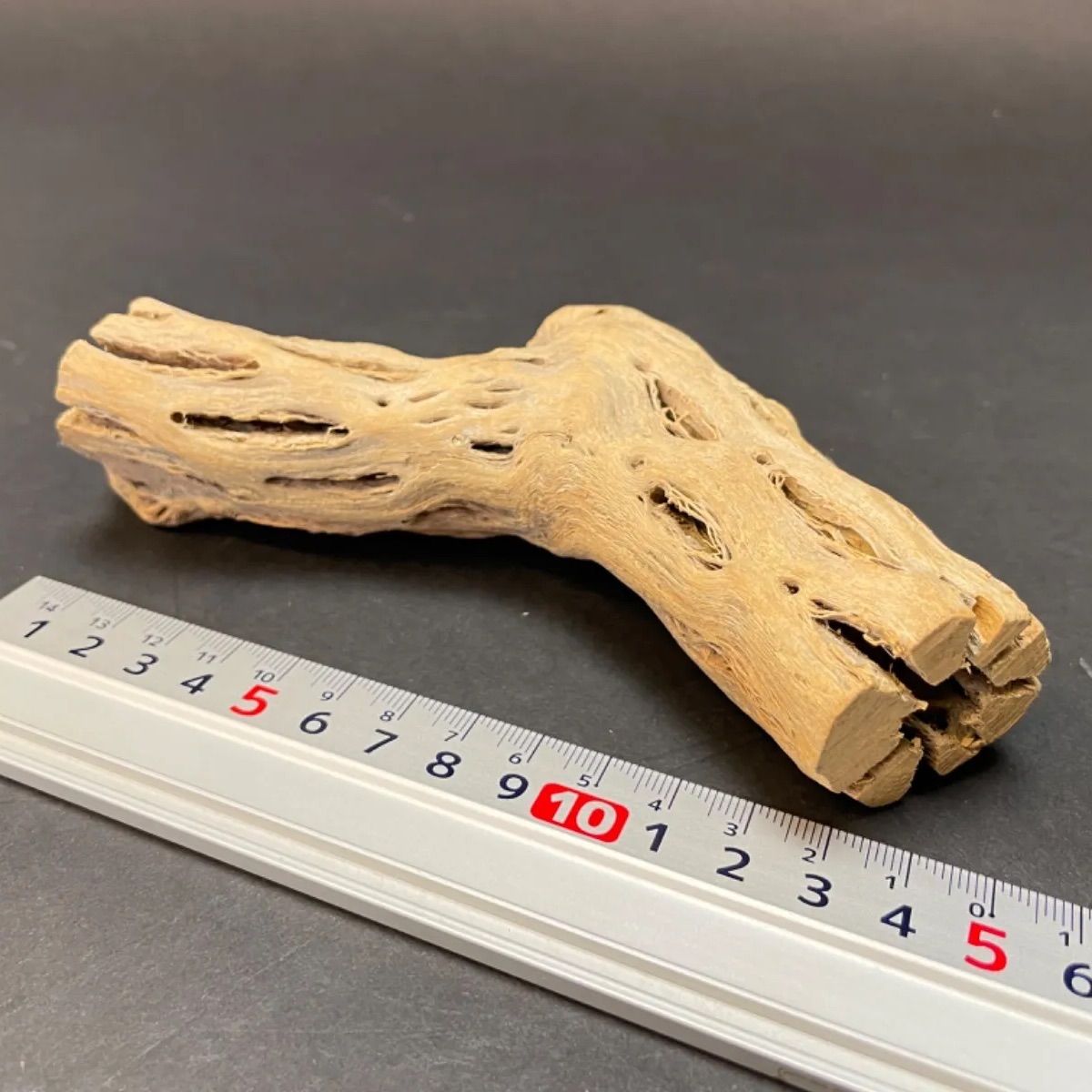 Y変＊長さ15cm×最大幅(直径φ)3.5～4cm＊カクタススケルトン1本