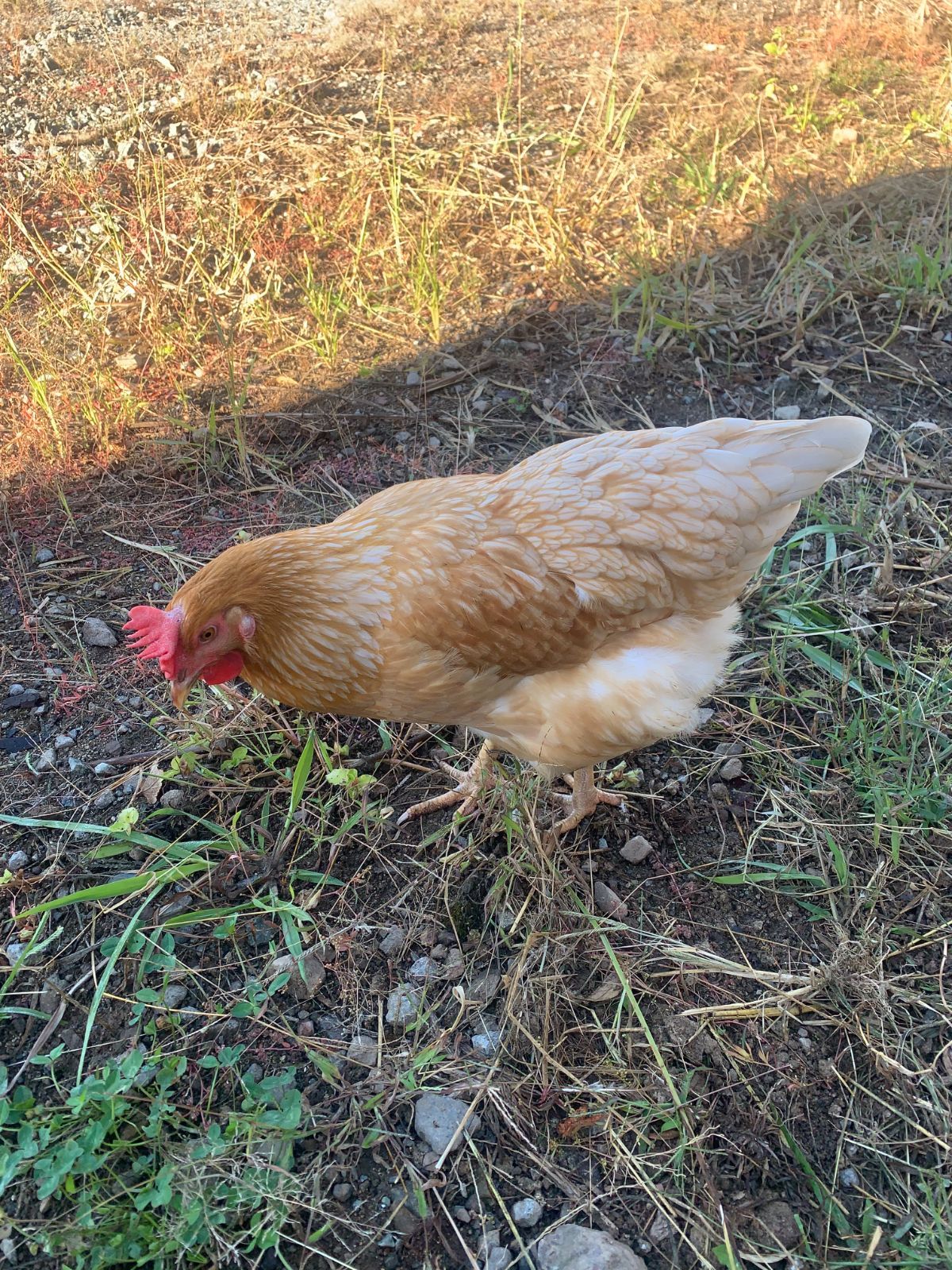 天草大王平飼い有精卵４個【日本最大級の鶏】 - メルカリ