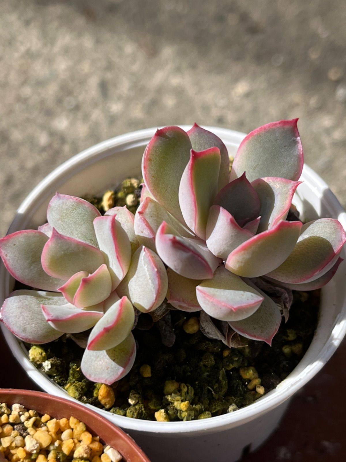 速達メール便♪ 多肉植物⭐︎小苗セット 観葉植物