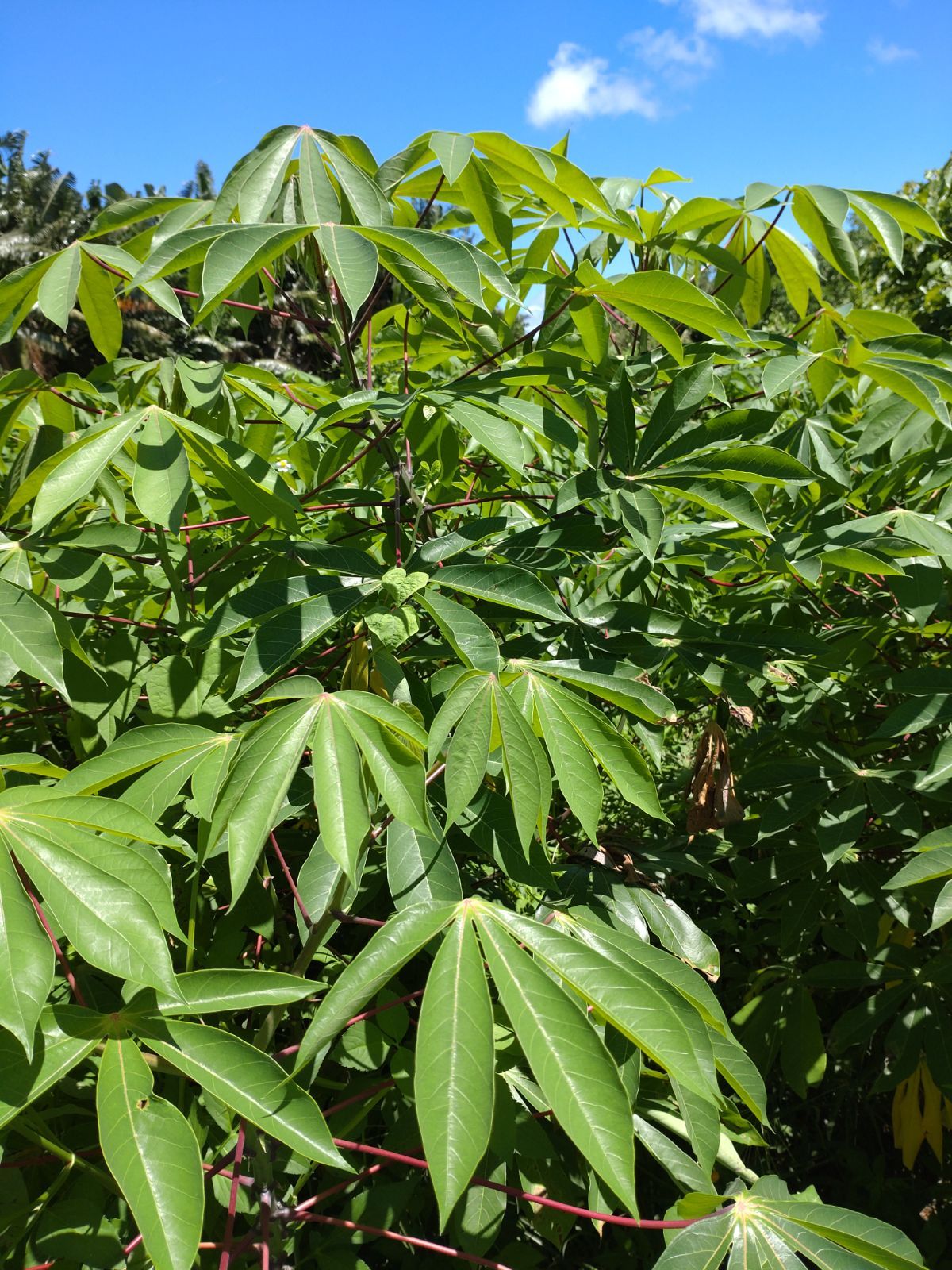 ☆キャッサバ挿木用苗木(穂木)150本入り☆(黄色系スイート種)・沖縄県 