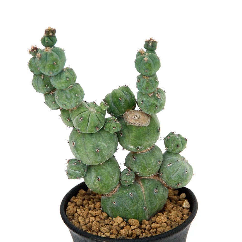 ミルチロカクタス ゲオメトリザン ミューテーション ３号 １鉢 358318