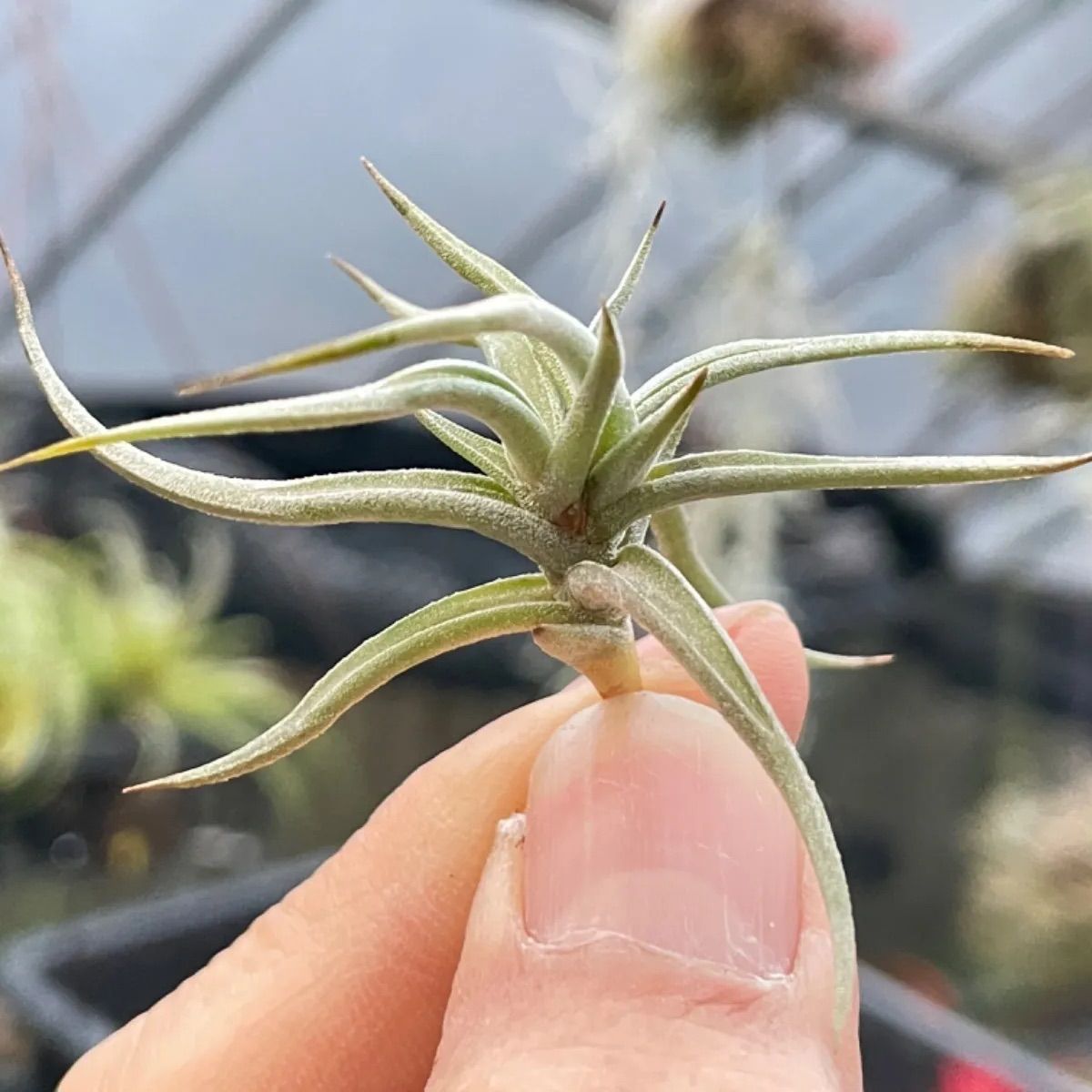 チランジア レクタングラ Tillandsia rectangulaエアプランツ - メルカリ