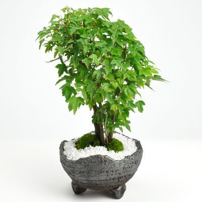 楓の寄せ植え 太幹