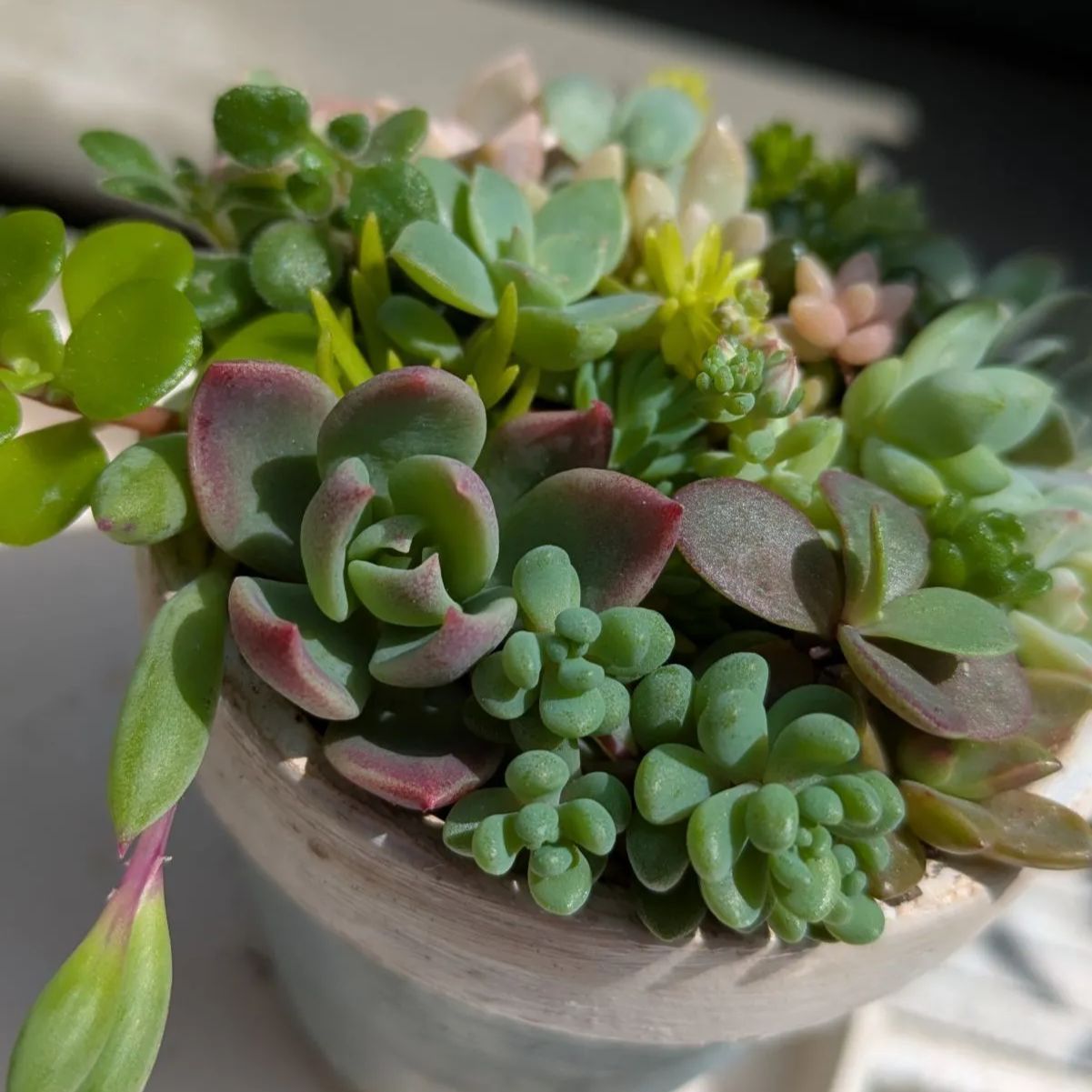多肉植物 カット苗 寄せ植えセット ミニ 2つセット ⑤ - メルカリ