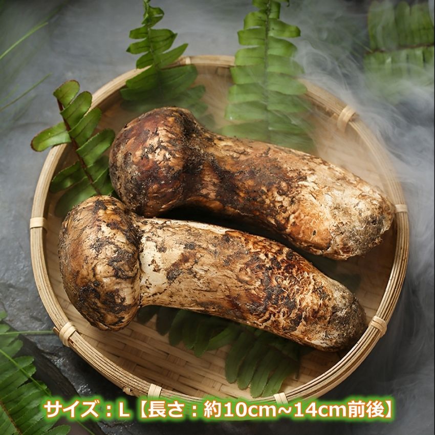 全国送料無料！鮮度抜群大好評中国シャングリラ産天然松茸　つぼみL 1kg箱入り 松茸【つぼみ】1kg【特選ギフト】 2024 中国 シャングリラ産 秋