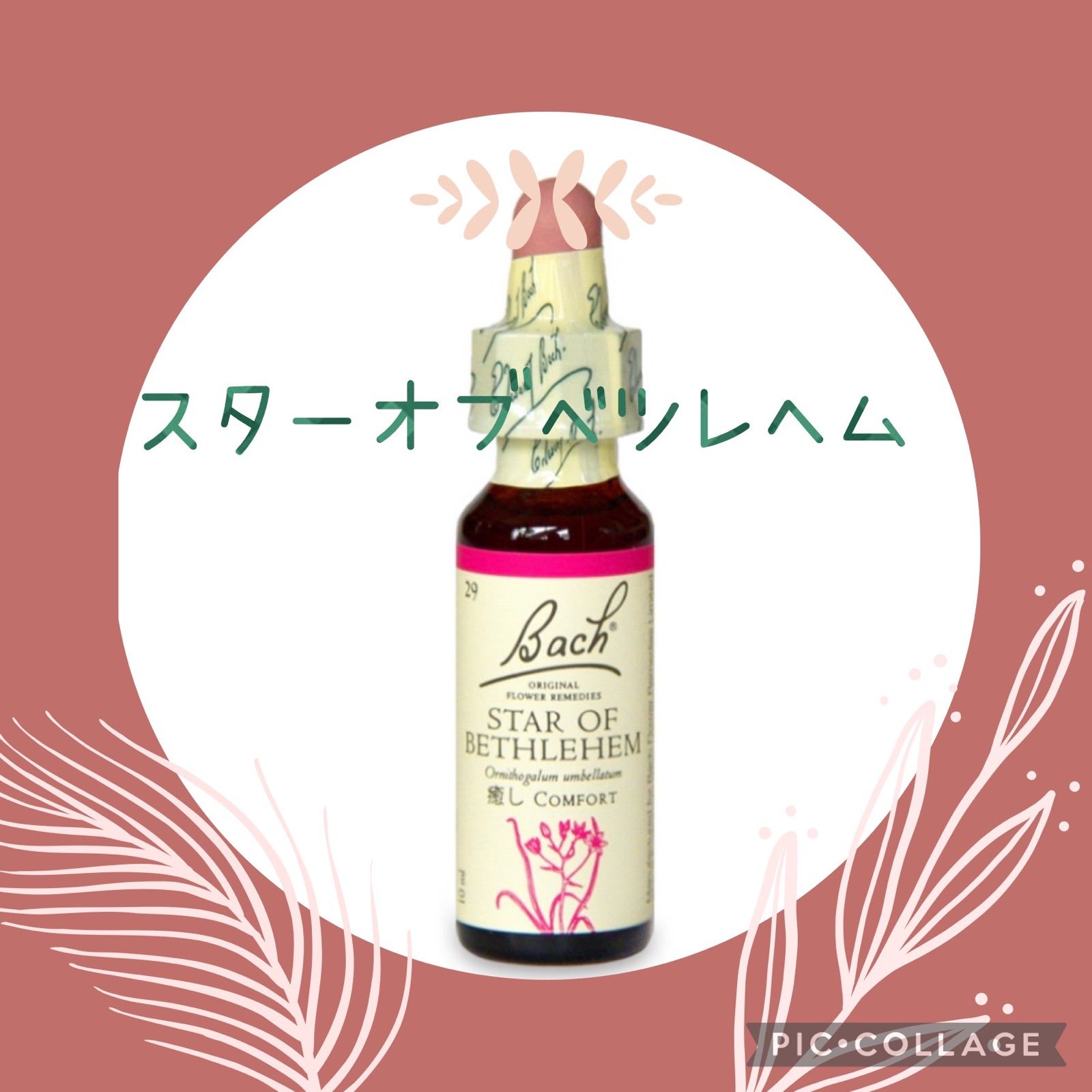 スターオブベツレヘム 20ml バッチフラワー フラワーエッセンス