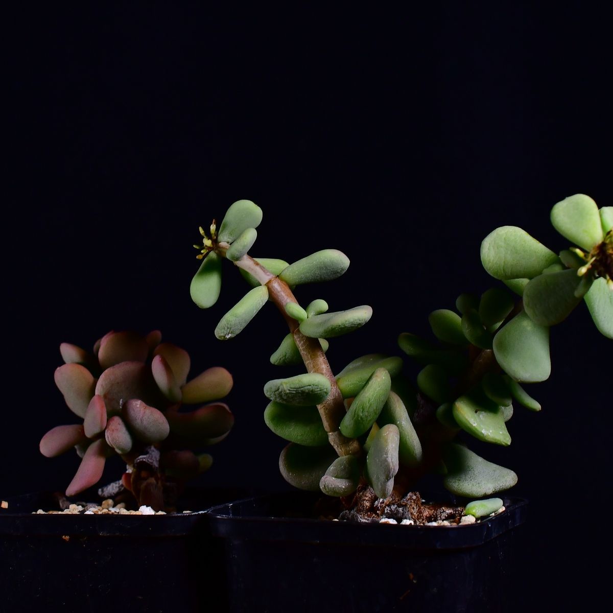 【鬼コレクション株】【手乗り樹木】ケラリア ピグマエア 鬼コレクション株】【手乗り樹木】ケラリア ピグマエア ケラリア