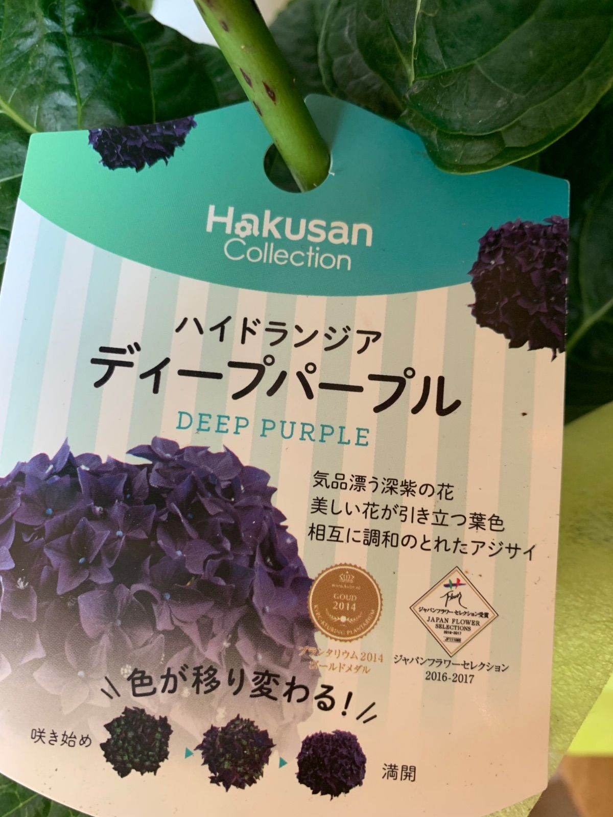 紫陽花 アジサイ鉢植え ディープパープル 苗・苗木 5号鉢 色の