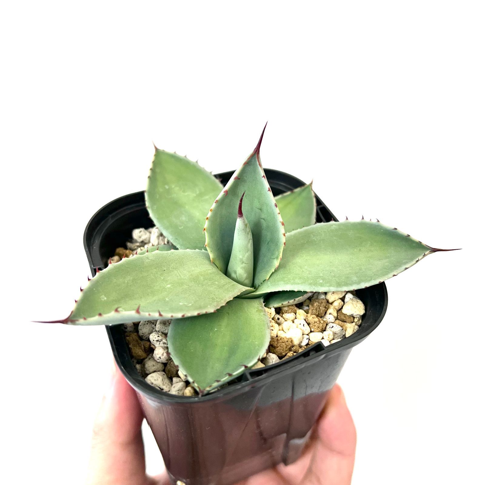 アガベ パリー 吉祥天 Agave parryi ssp. parryi - メルカリ