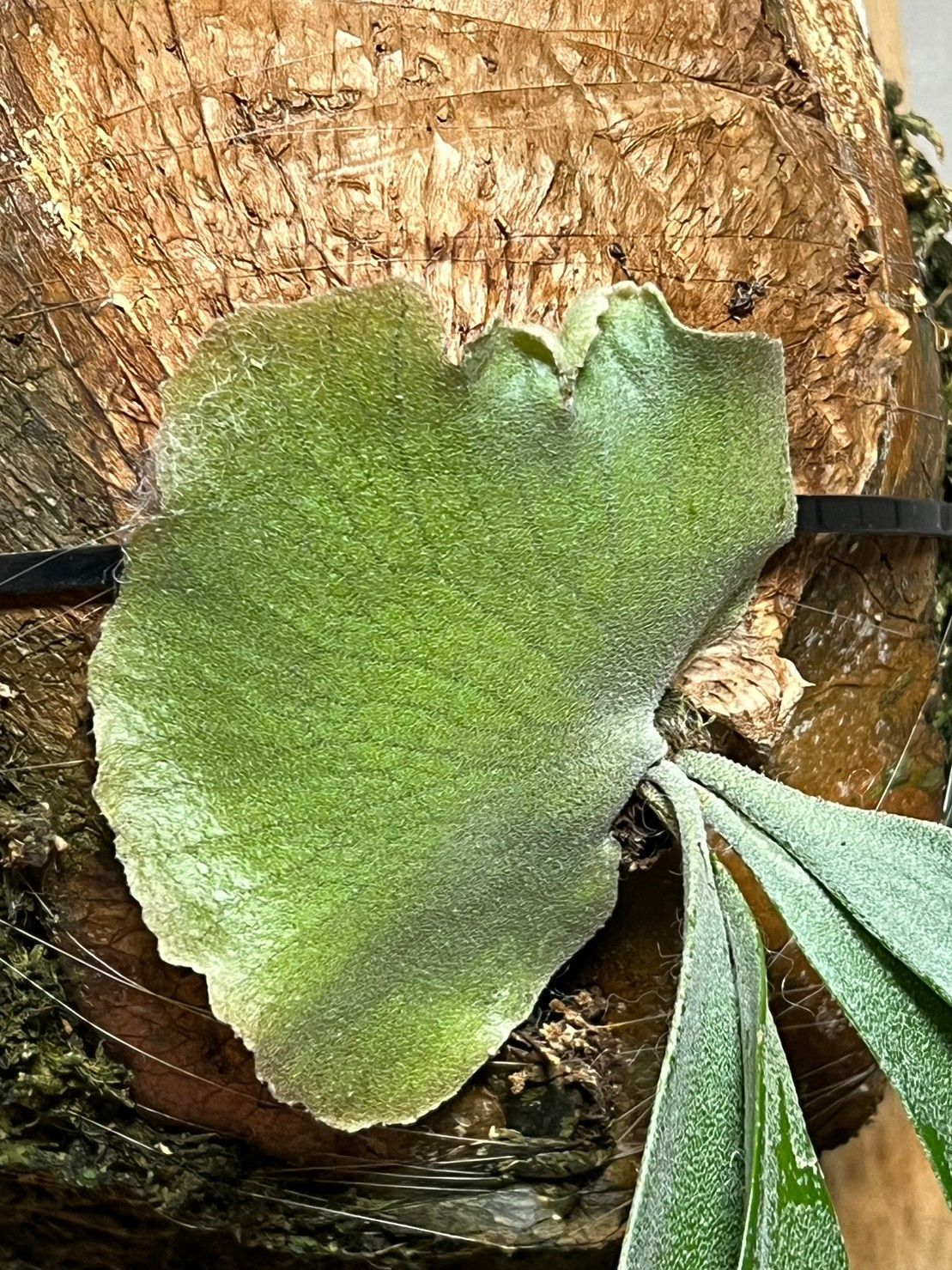 現物 ウィリンキー ワイルド 比較的細葉で素直な姿です。ビカクシダ ▽P.Willinckii SP▽ WILD ワイルド 細葉 【PLANET】ビカクシダ