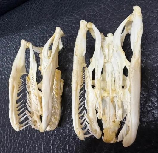 アミメニシキヘビ（Reticulated python）頭骨 10.5ｃｍ アミメニシキヘビ（Reticulated python）頭骨 10.5cm