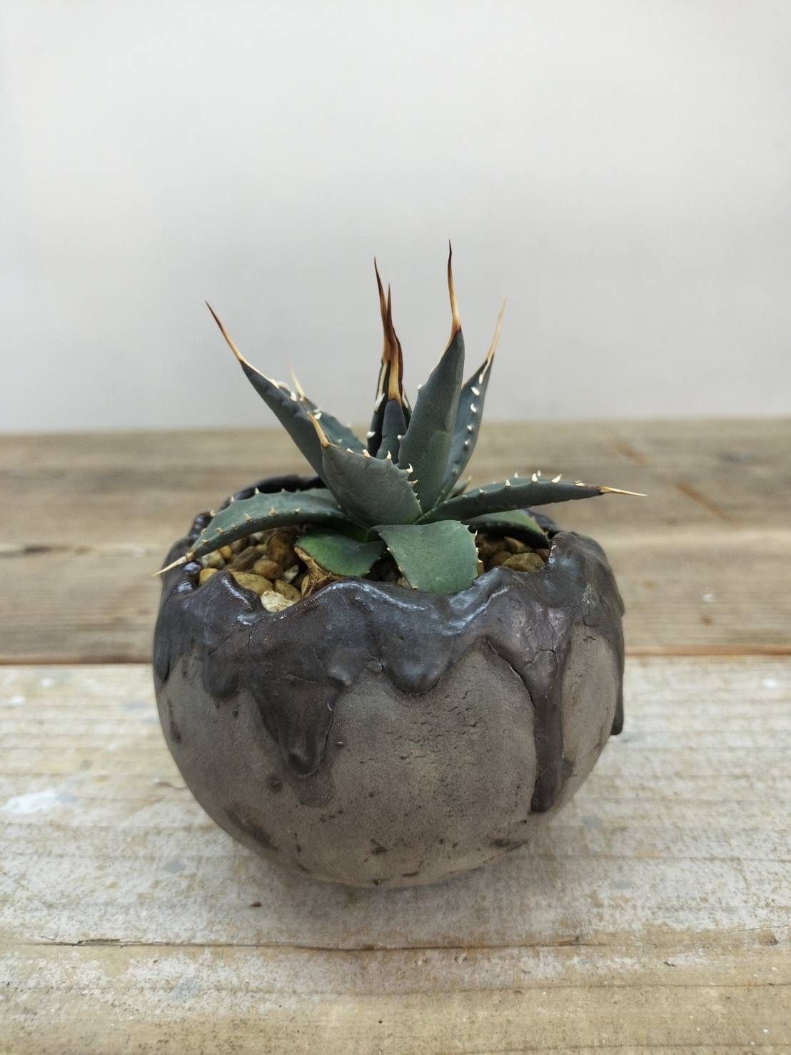 エボリスピナ 発根済み 陶器鉢付きユタエンシス アガベ コレクション株 大株 エボリスピナ 発根済み 陶器鉢 ユタエンシス アガベ コレクション株 大