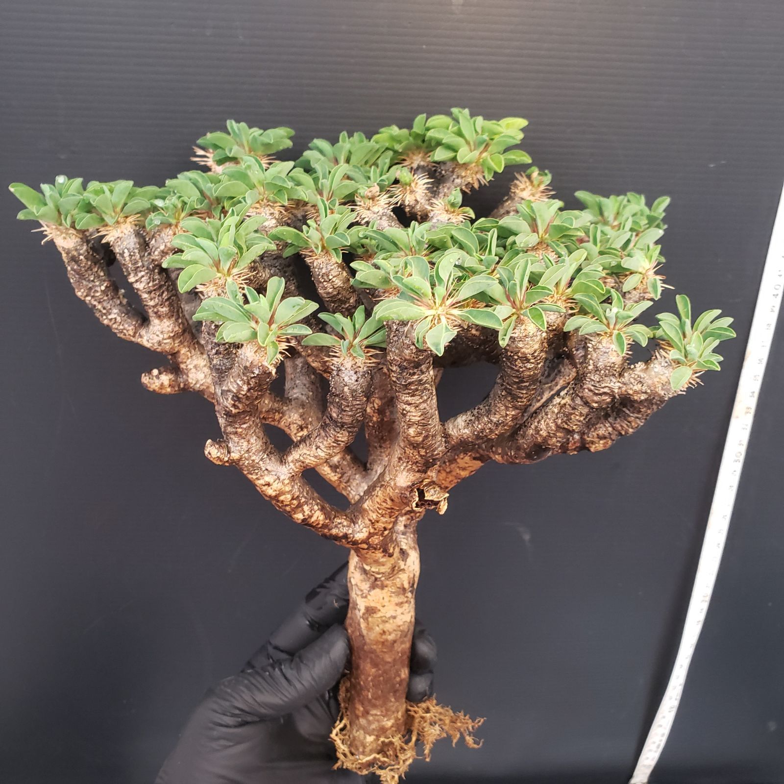 S243【自社養生・発根株】Euphorbia ギラウミニアナ（現地球