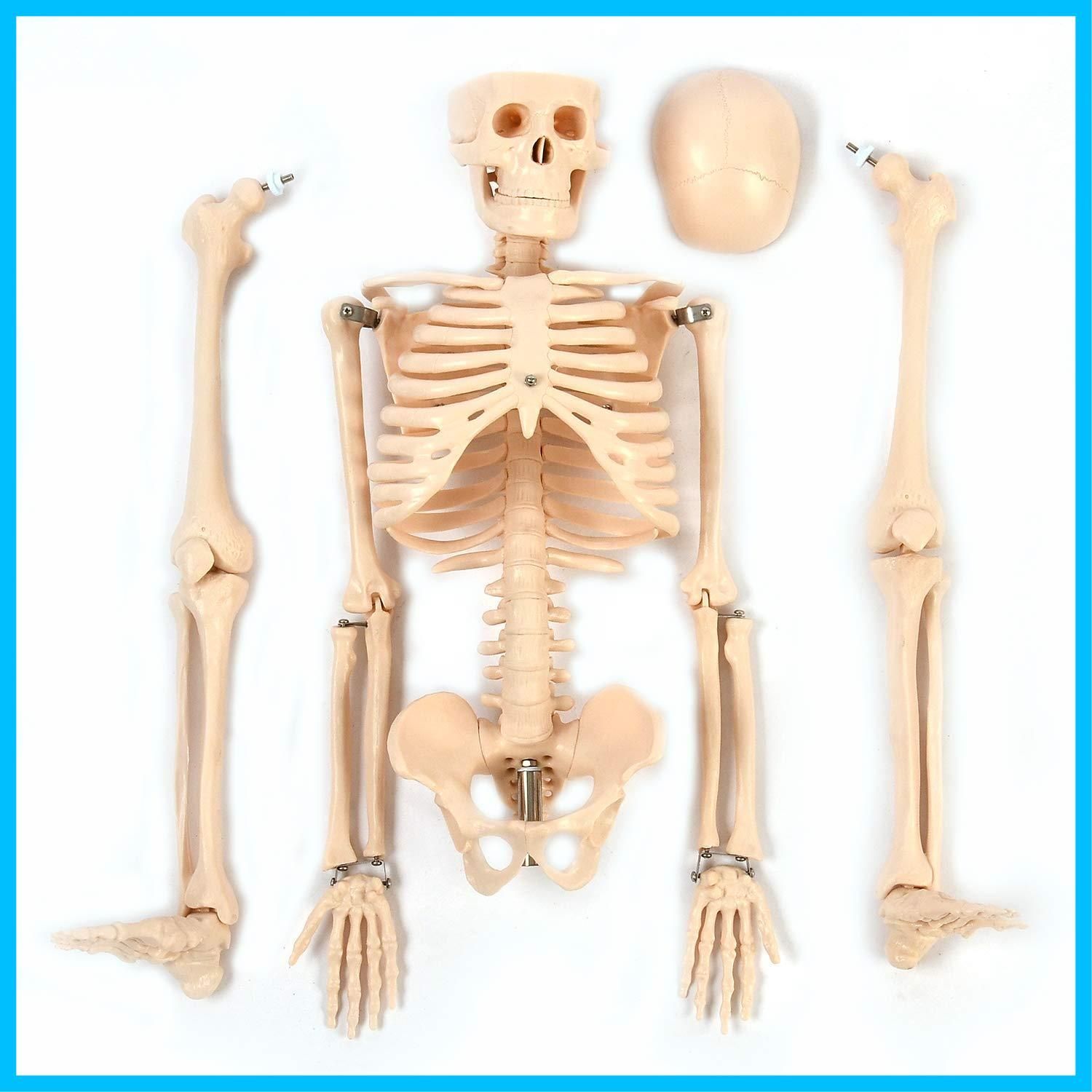 特価商品】人骨模型 85cm 人体模型ガイコツ - メルカリ