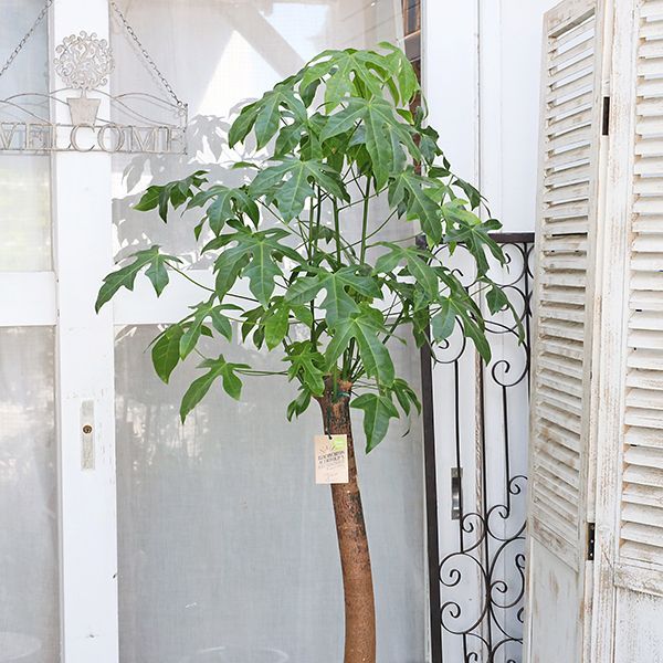 観葉植物 ボトルツリー ブラキキトン アケリフォリウス 8号 高さ150cm