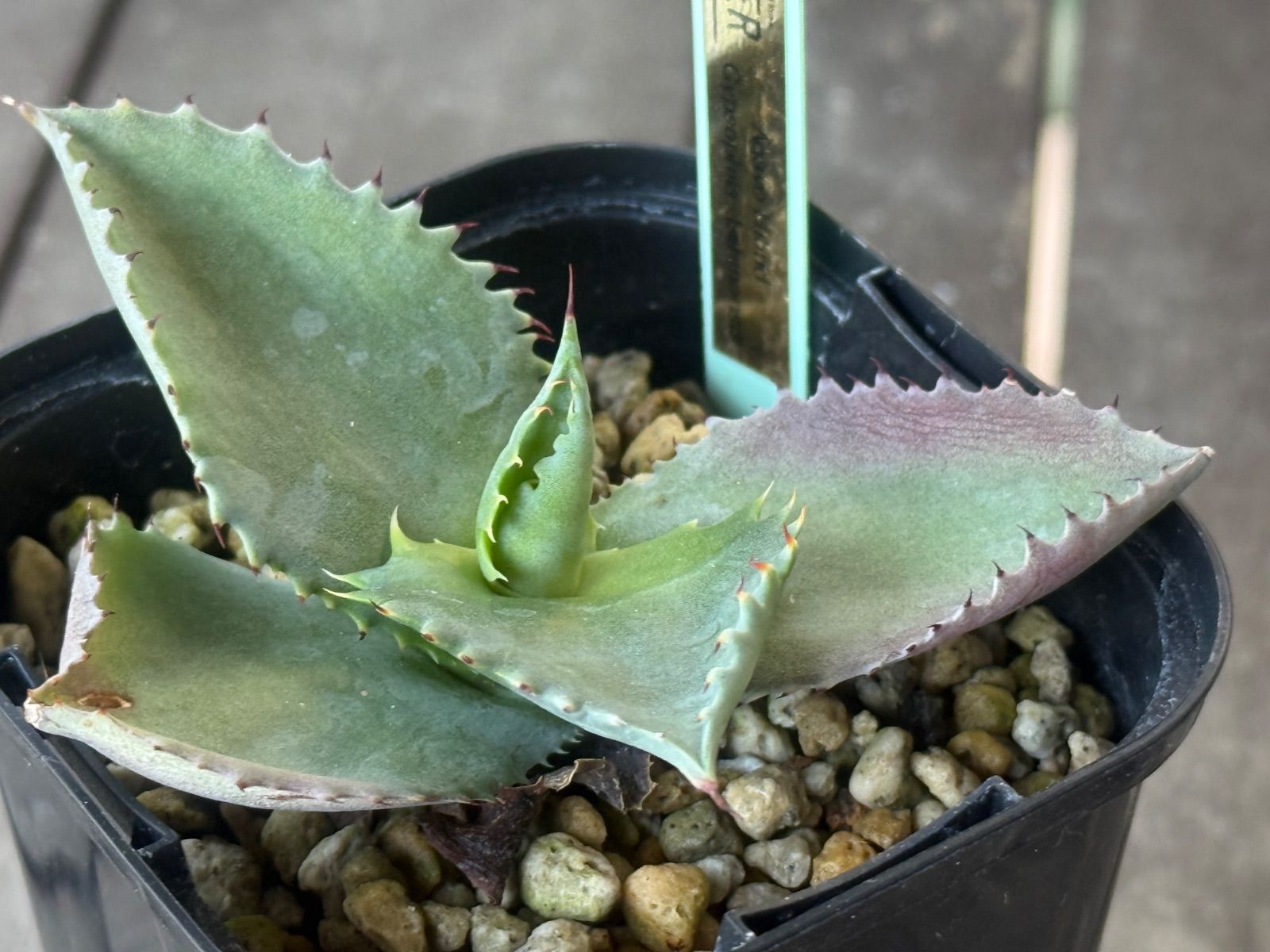 アガベ ハイブリッド ジプソフィラ✖︎イシスメンシス - メルカリ