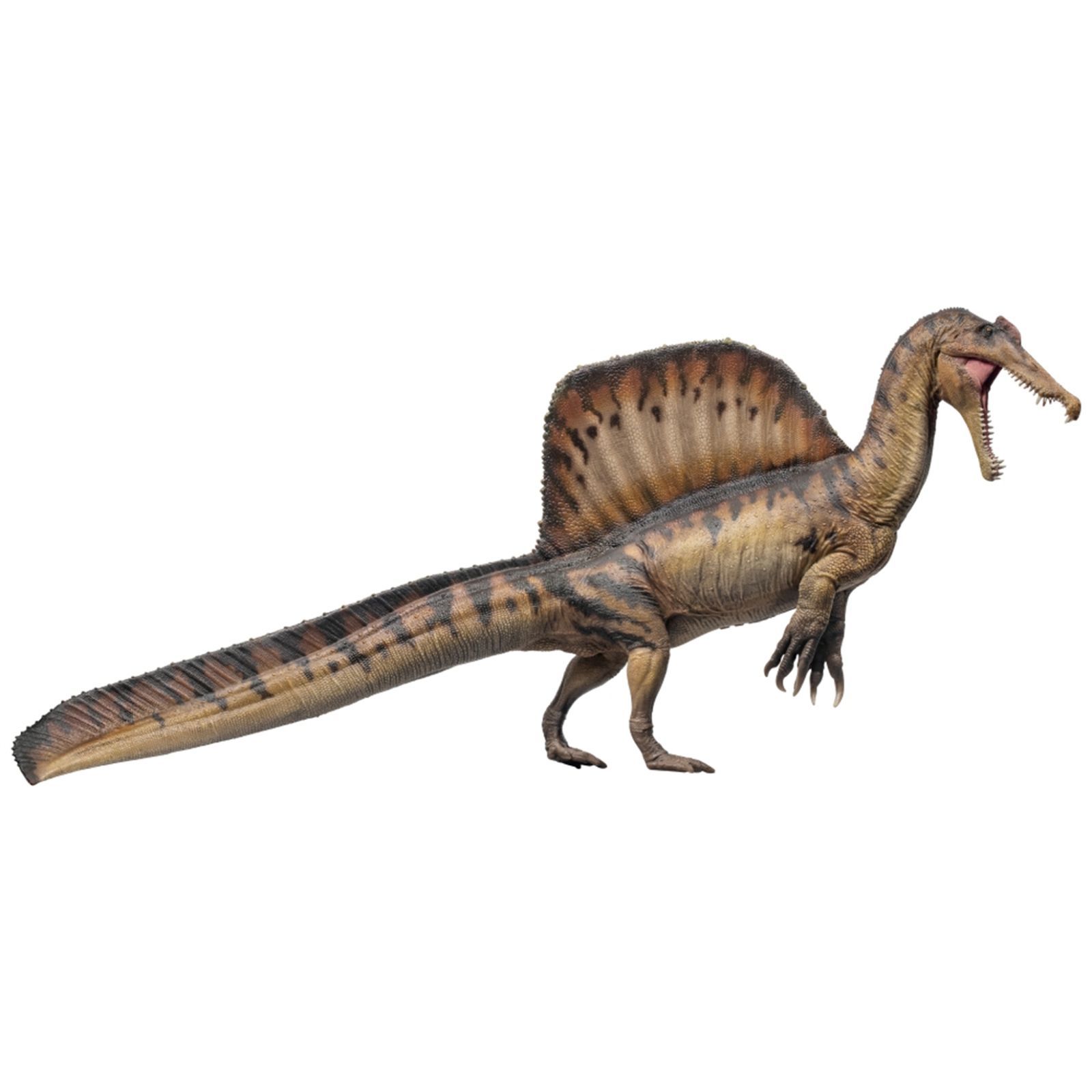 PNSO 2024版恐竜博物館 スピノサウルス フィギュア 白亜紀 32.5cm級 口 