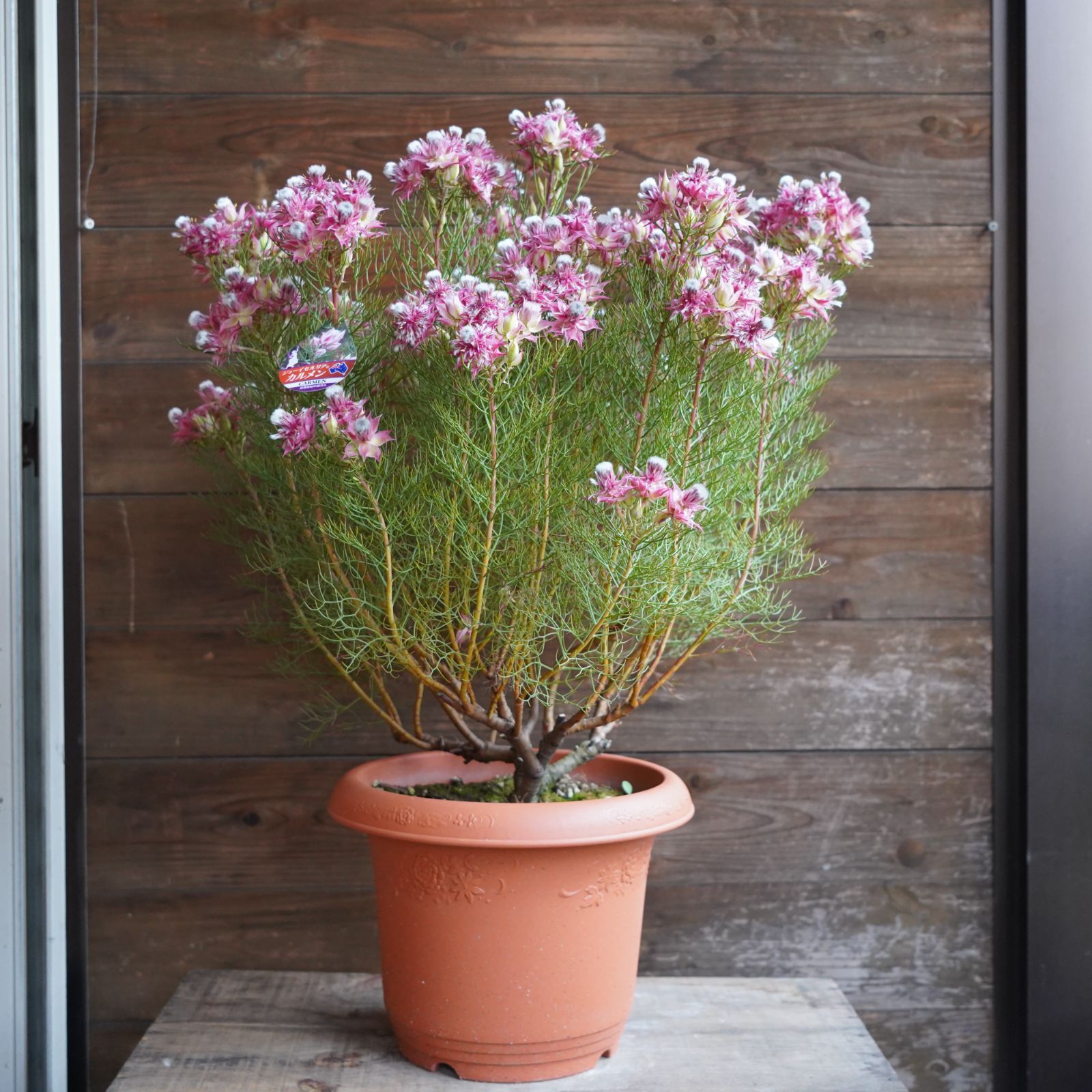 セルリアプリティピンク5号大 セルリア・プリティピンク 5号 | 日本