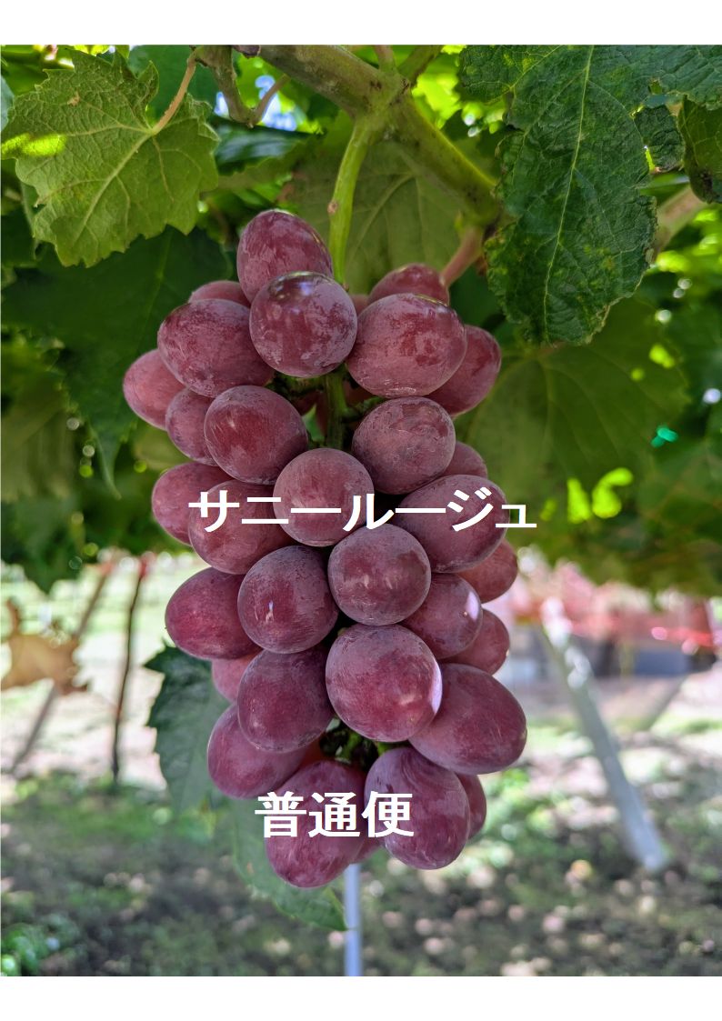 サニールージュ　5キロ 希少品種！果汁たっぷり🎶サニールージュ 4房前後《予約販売》8