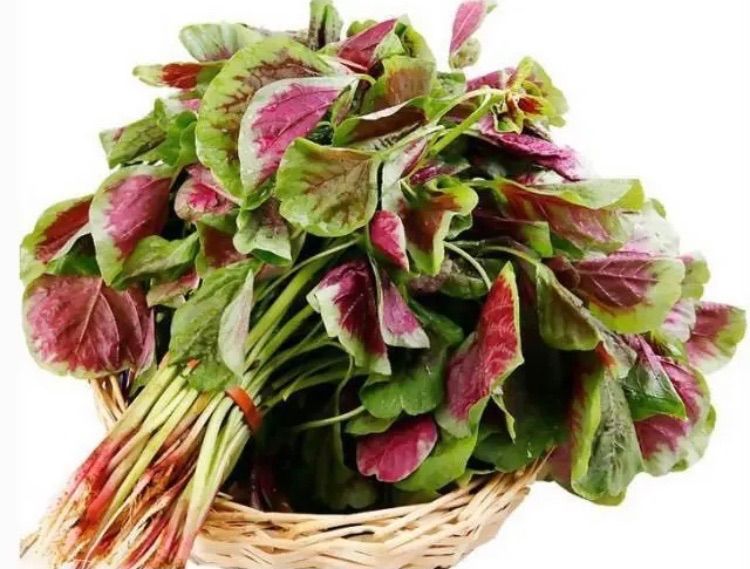 メルカリshops 紫ひゆ菜 苋菜 レッドアマランサスの種 100粒 プランター栽培ok