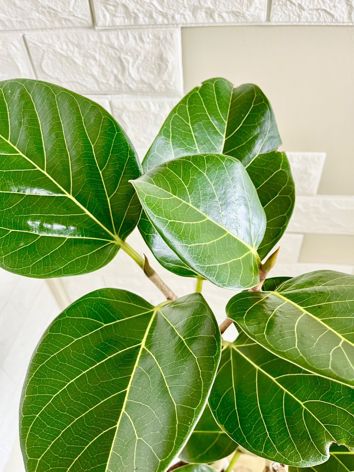 フィカスベンガレンシス⭐️希少種 - メルカリ