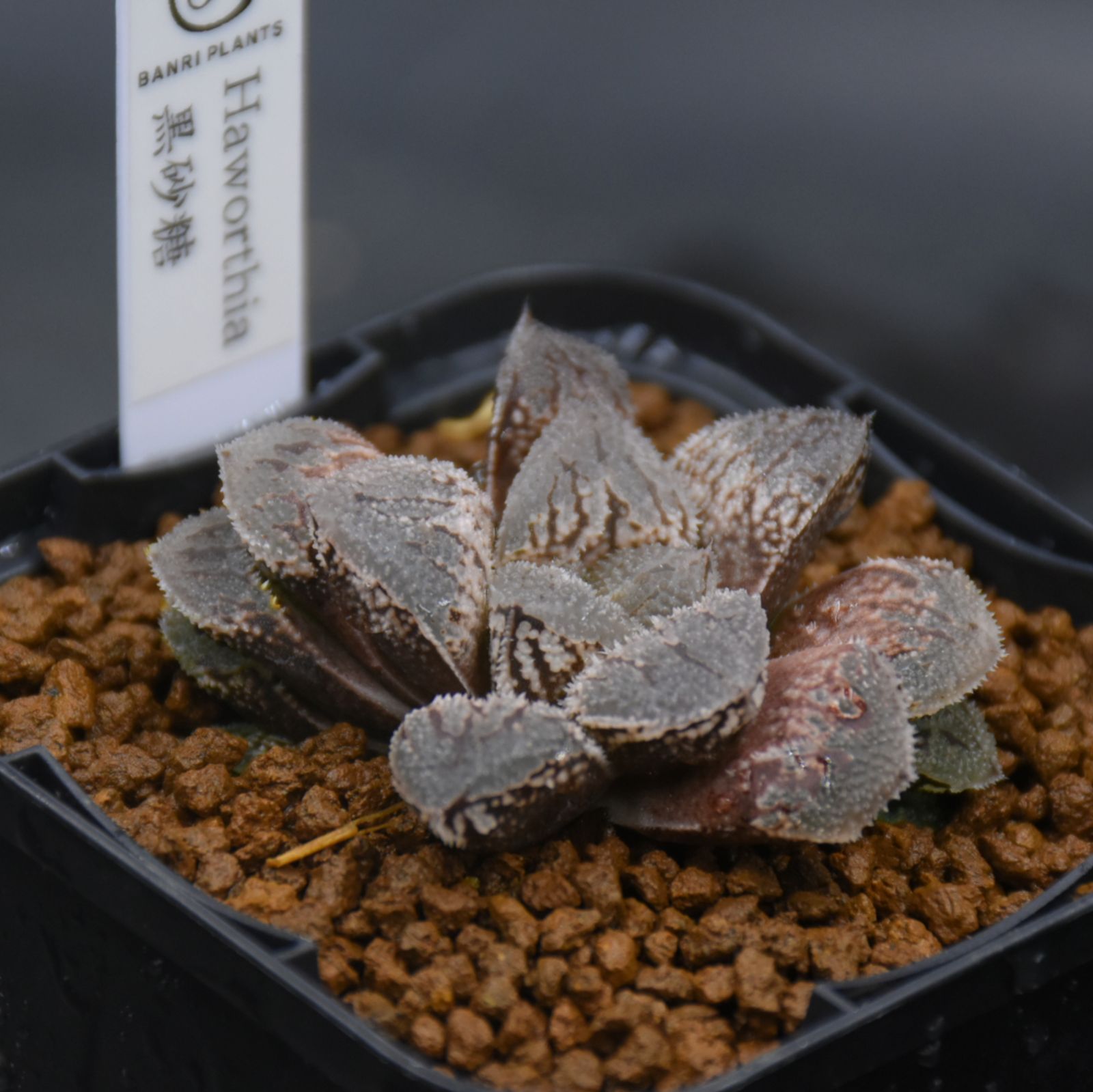 多肉植物 ハオルチア 台湾李氏実生22 奇妍S 【公式通販】