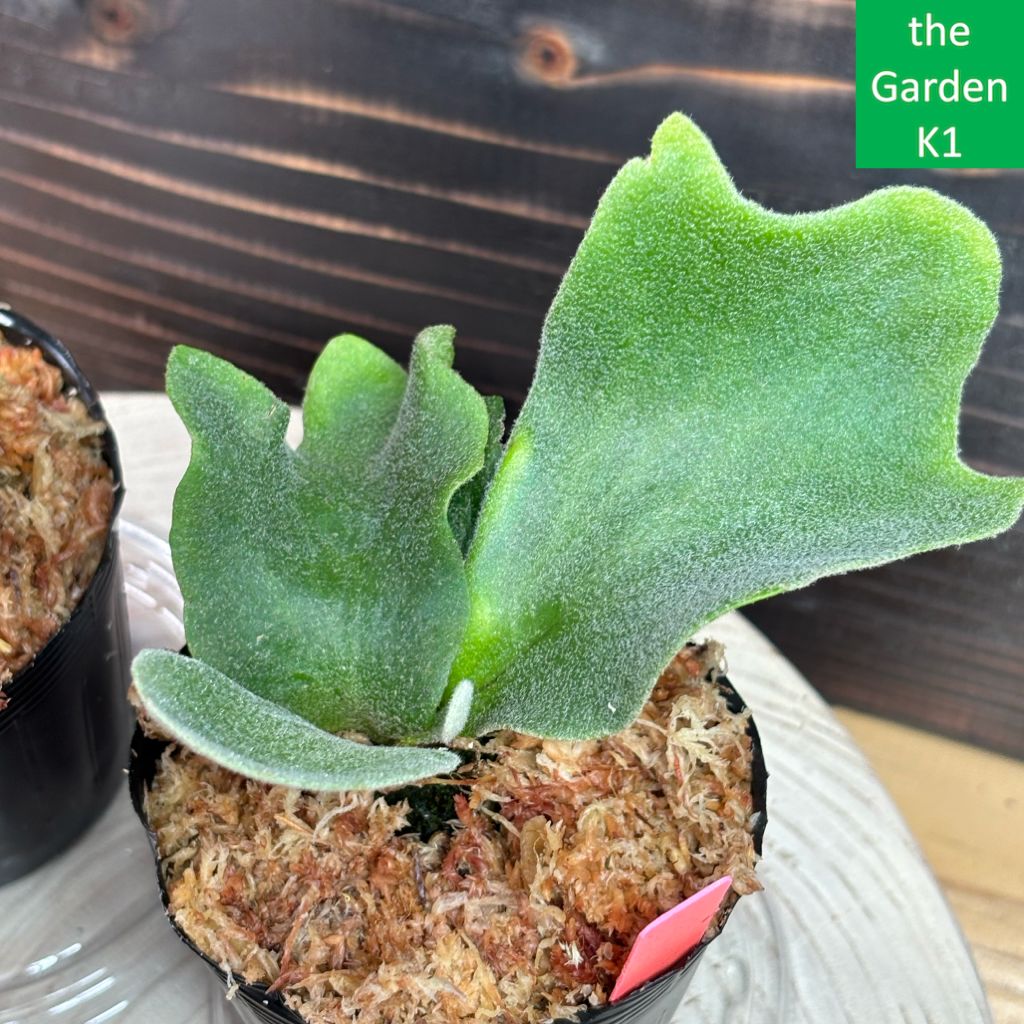 ビカクシダ　３種セット 3株セット ビカクシダ 【公式通販】