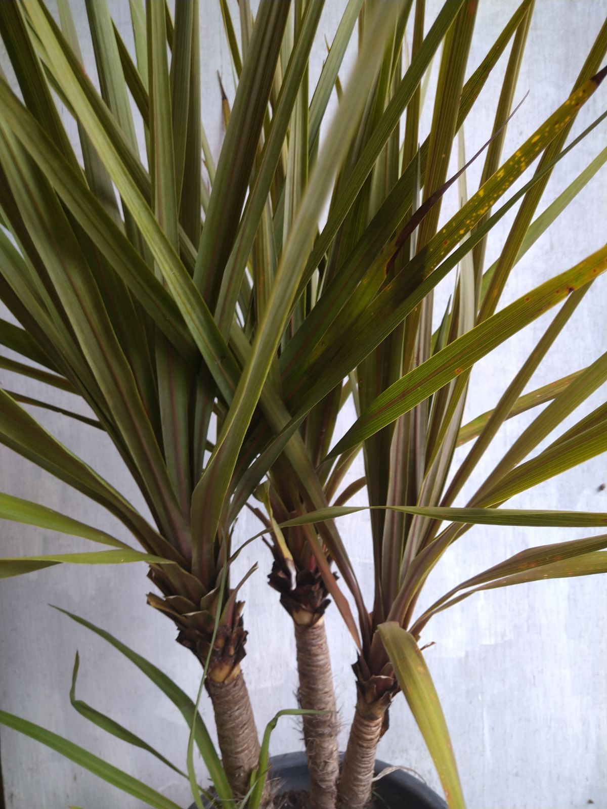 ドラセナ ニオイシュロラン 挿し木用 2本 ニオイシュロランしっかりと