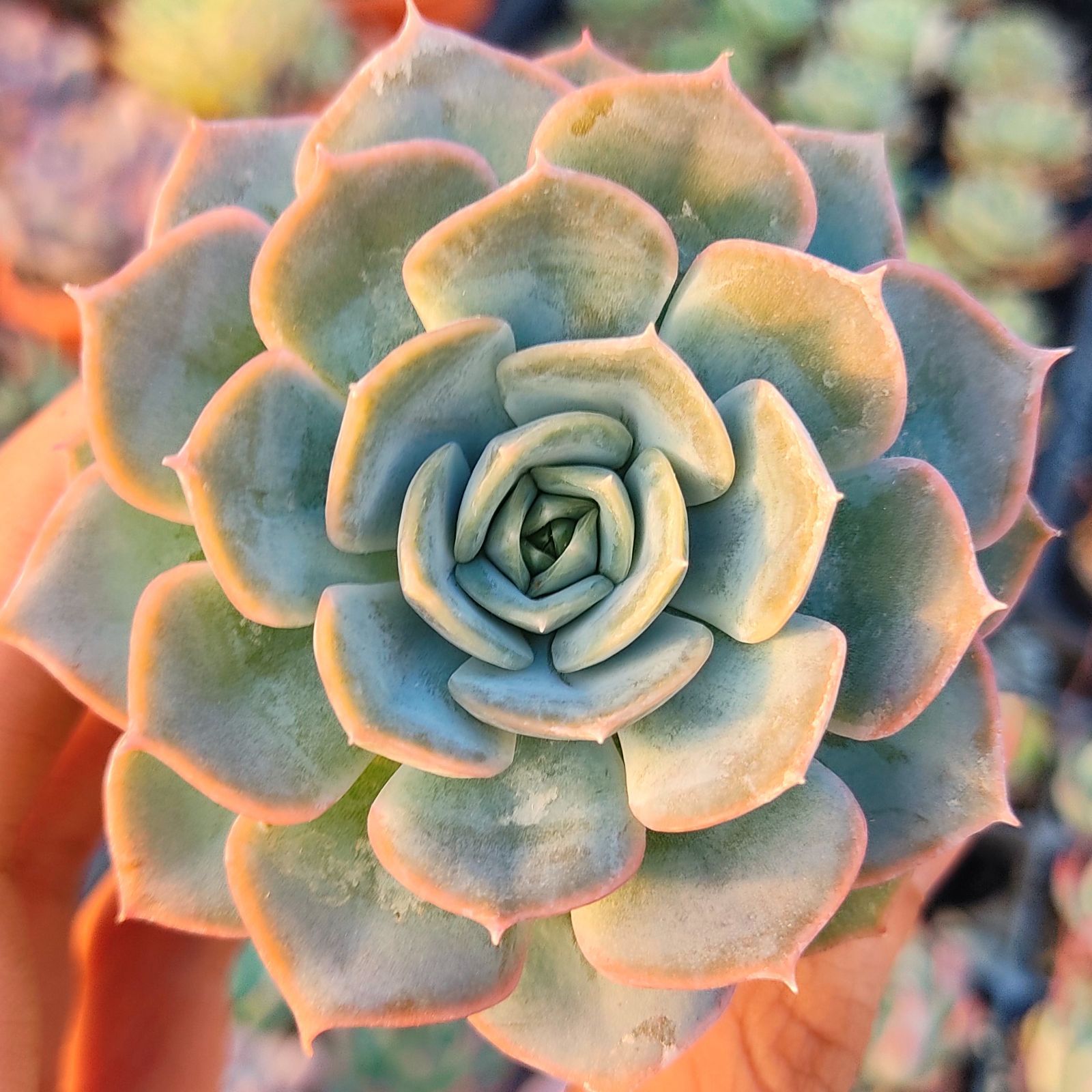 多肉植物 フィオナ 抜き苗 - エケベリア・セダム