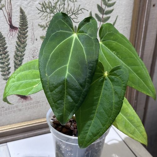 希少！ 観葉植物 アンスリウム Anthurium Magnificum×(Moronense)×Ace