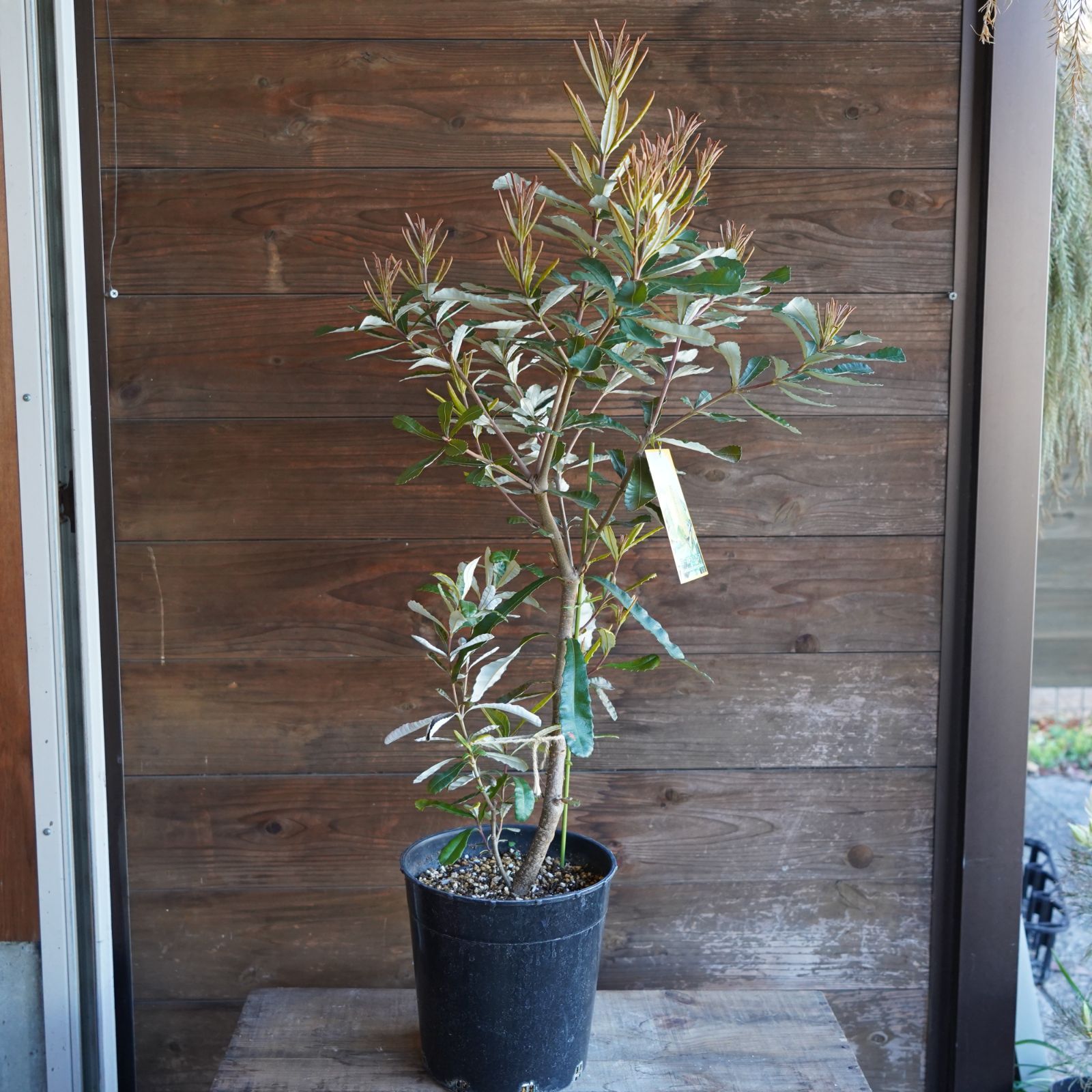 オリーブの木 シプレシーノ 約170cm NO.1932 大型 現品掲載 古木