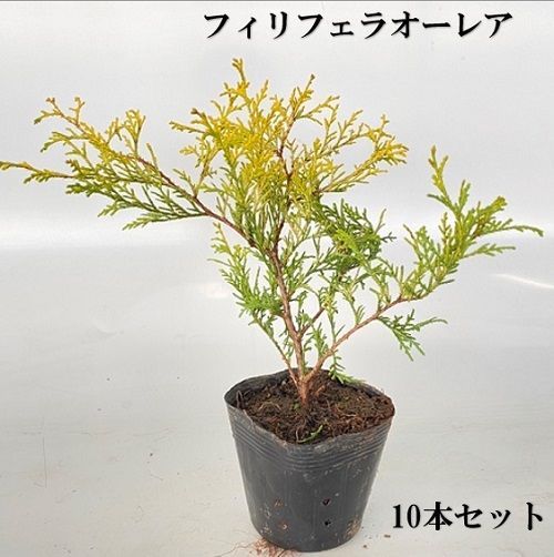 植木業販フィリフェラオーレア樹高0.3m前後15cmポット【 小規模 単 品 】