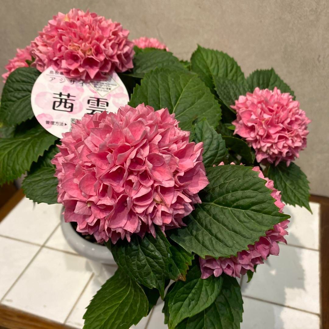 紫陽花 アジサイ エレスノ さかもと園芸 5号鉢＆天照太御神 7号鉢