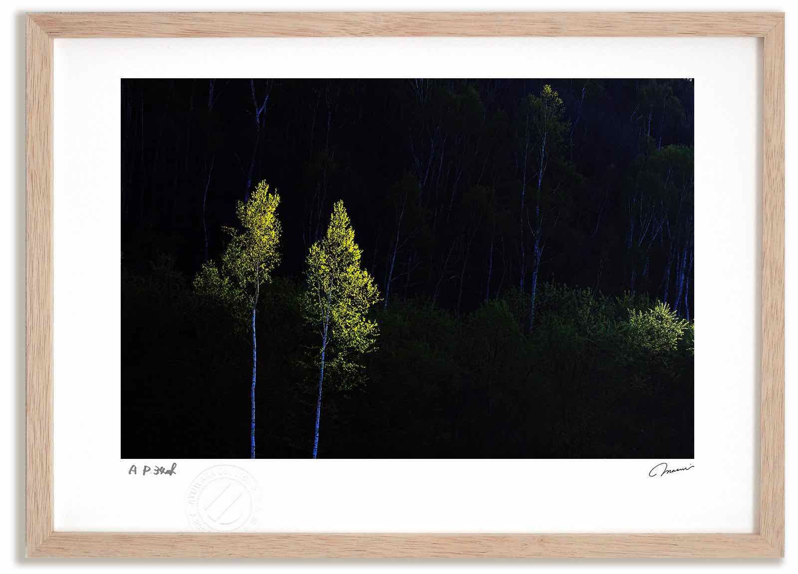 アートフォト 絵画 白樺の新緑 高橋真澄/インテリア 額入り 額装込 風景画 油絵 ポスター アート アートパネル リビング 玄関 プレゼント モダン アートフレーム 飾る Mサイズ おしゃれ 壁掛
