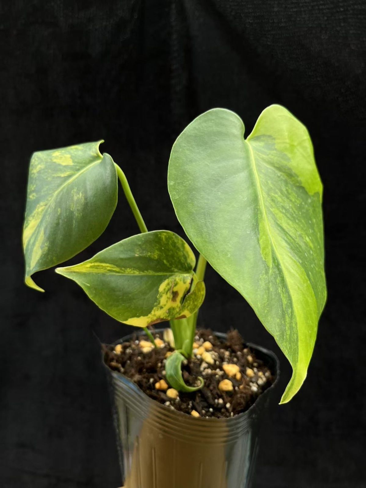 モンステラモンステラ デリシオーサ イエローマリリン 黄斑 Monstera