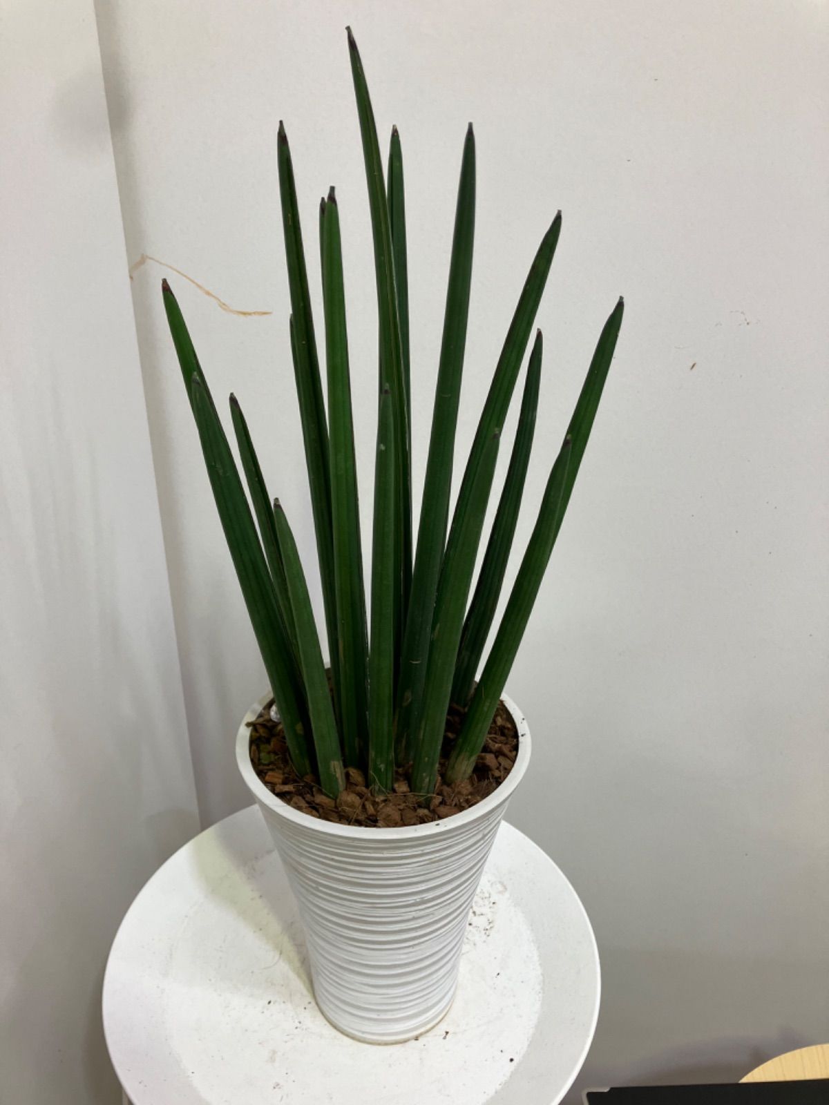 サンセベリア希少品種スタッキー本物 観葉植物 サンセベリア